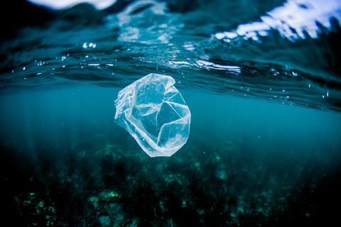kantong plastik mengambang di atas karang di laut, kosta rika