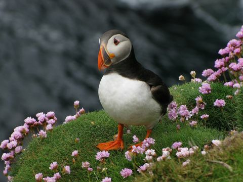 Puffin Atlantik di Kepulauan Shetland