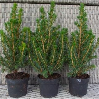 Pohon Natal Mini - Picea - Ideal untuk Dekorasi Meja
