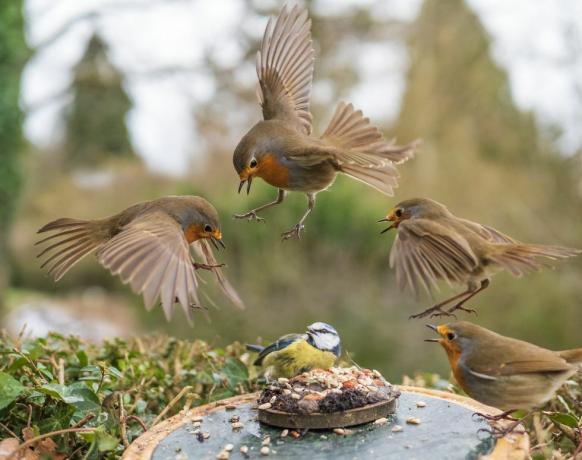 satwa liar taman fotografi burung