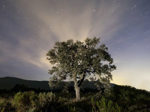 Bintang-bintang di langit malam pedesaan