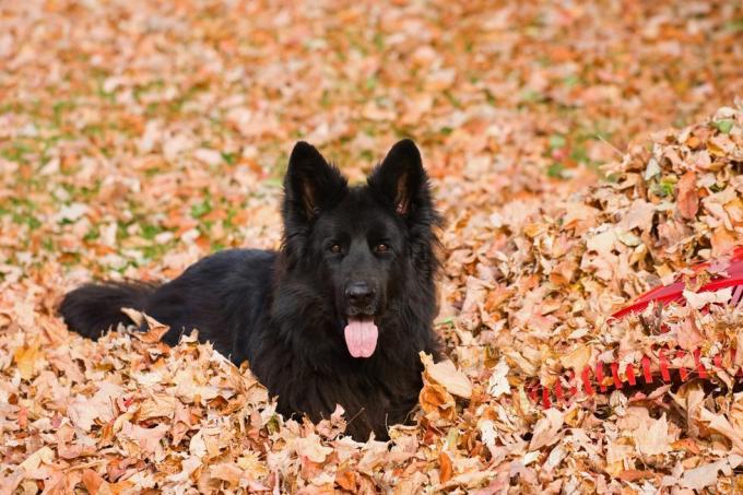 seekor anjing gembala jerman ras hitam berbulu panjang di tumpukan daun kering di samping penggaruk plastik merah