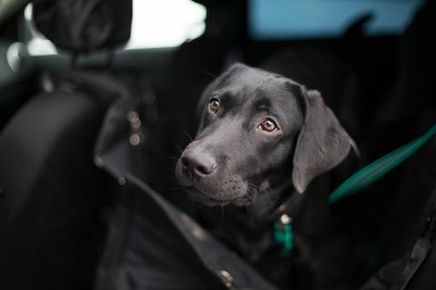 labrador hitam di transformator hammock otomatis