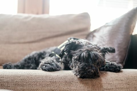 schnauzer shaggy yang lucu dengan tenang dan santai berbaring di sofa yang lembut, dia lelah setelah berjalan-jalan dan beristirahat