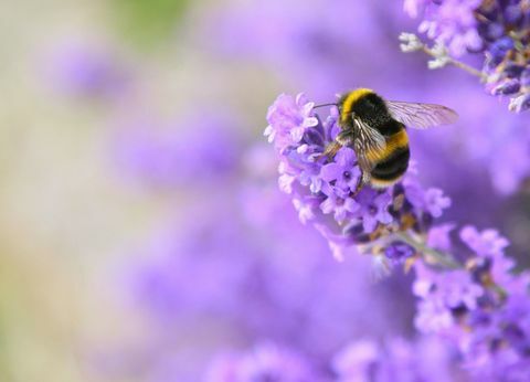 Lebah penyerbuk bunga lavender