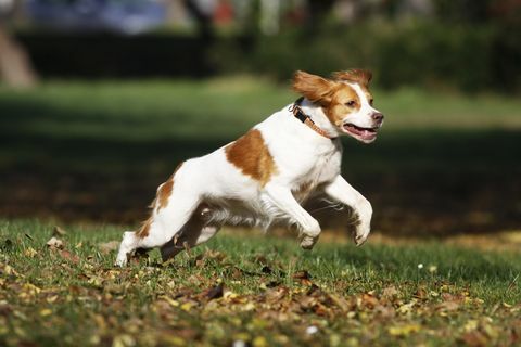 anjing brittany spaniel senang bermain di taman