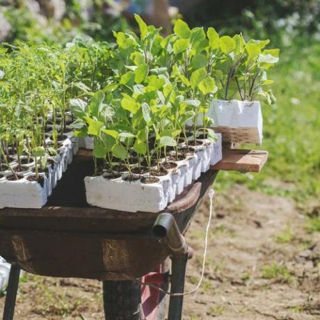 Gerobak penuh pot tanaman di taman rumah