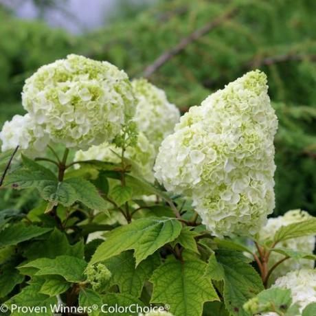 Gatsby moon Hydrangea