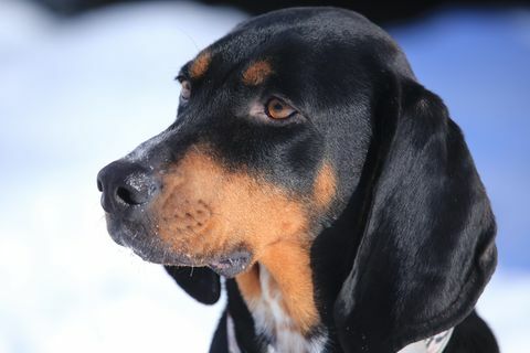 potret anjing coon hound hitam dan cokelat
