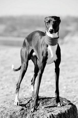 anjing greyhound italia berdiri di atas batu