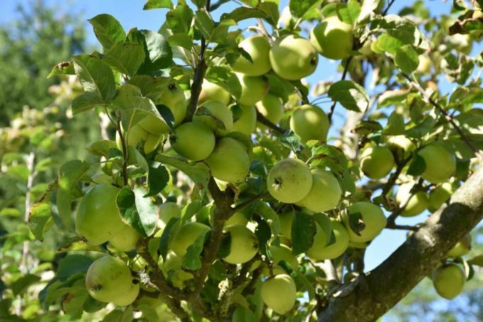 apel tumbuh di kebun perwalian nasional