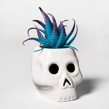 White Skull Halloween Succulent