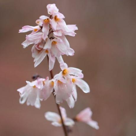 bunga musim semi – forsythia putih