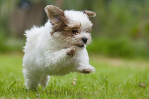 Anak anjing Havana berlari di lapangan