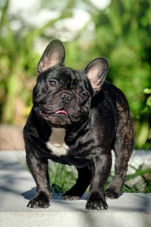 potret bulldog Prancis belang-belang yang lucu berdiri di taman pada siang hari