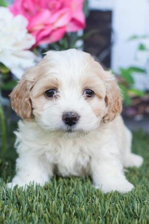 anjing cockapoo menggemaskan