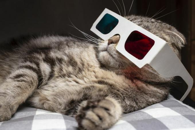 kucing lipat skotlandia yang lucu mengenakan kacamata 3d dan menonton film di pesawat televisi