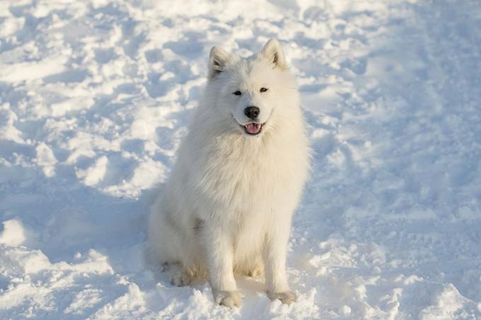 samoyed