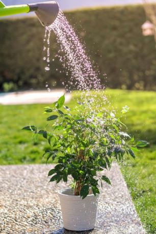 menyiram pot bunga hijau di taman pada hari musim panas yang cerah dari kaleng penyiraman semak ficus benjamina kecil di pot putih di bawah tetesan air di bawah sinar matahari