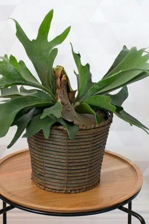 Pakis Staghorn di Basket