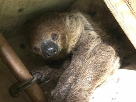 Rumah pensiun untuk sloth dibuka di Wales