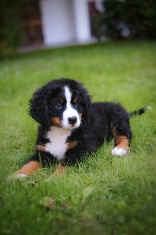 anjing gunung bernese di padang rumput