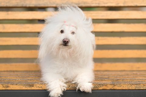 Bichon havanese dog on banch