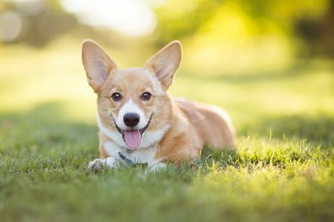 anak anjing pembroke welsh corgi beristirahat di rerumputan