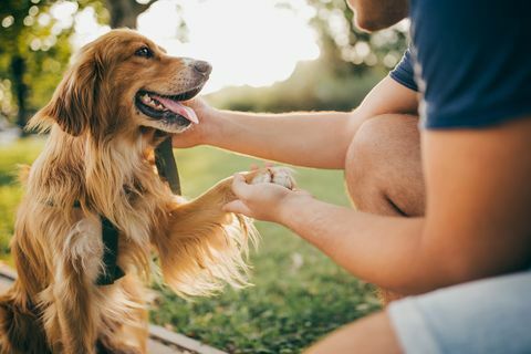 pria dan anjingnya, golden retriever, taman kota