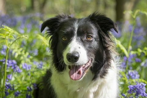 Border Collie di hutan musim semi yang cerah