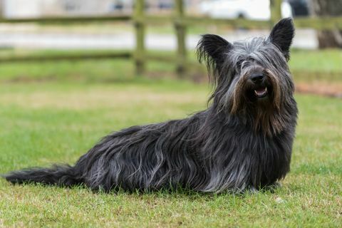 skye terrier duduk di lapangan