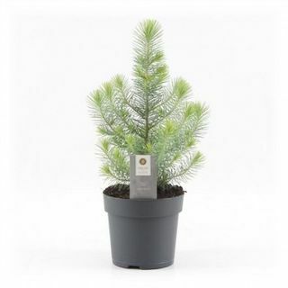 Pohon Natal Mini - Pinus Jambul Perak