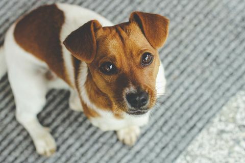 Jack Russell - anjing terbaik untuk bekerja dari rumah