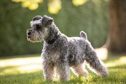 schnauzer mini