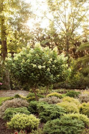 Pohon hydrangea Limelight