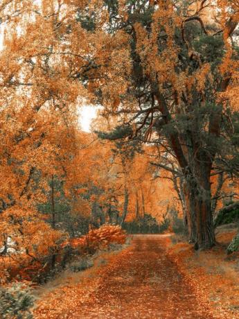 jalan-jalan di hutan di dekat loch an eilein di musim gugur