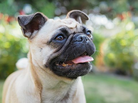 potret seekor anjing pug