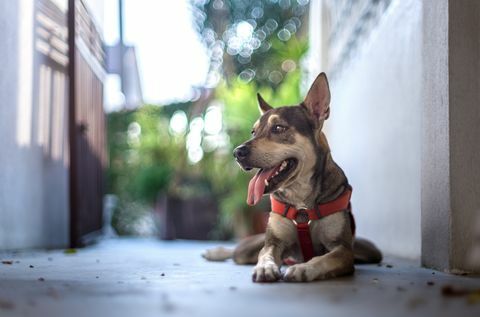 Anjing Mongrel - trah terbaik untuk bekerja dari rumah