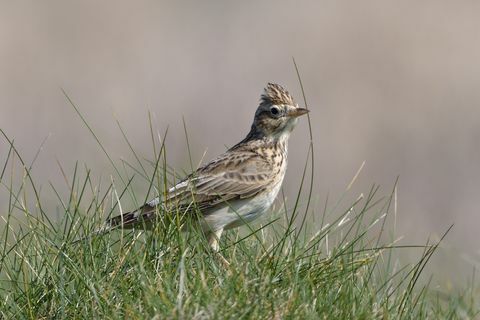 skylark alauda arvensis mencari makan di padang rumput pantai, trevose head, cornwall