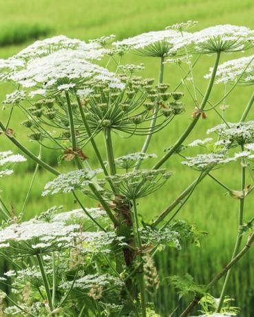 hogweed raksasa