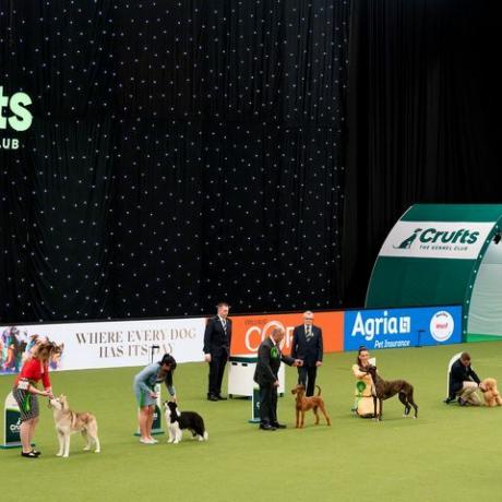 birmingham, inggris 13 maret crufts terbaik dalam pertunjukan dinilai di pusat pameran nasional pada 13 maret 2022 di birmingham, inggris crufts kembali tahun ini setelah sebelumnya dibatalkan tahun lalu karena pandemi virus corona 20.000 pesaing akan ambil bagian dengan salah satunya akan mendapatkan penghargaan sebagai piala pertunjukan terbaik foto oleh shirlaine forrestgetty gambar-gambar