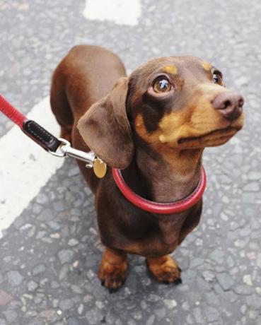 anjing dachshund coklat lucu dengan tali merah di jalan london timur