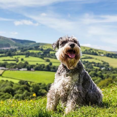 Anjing miniatur Schnauzer