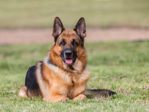 potret anjing gembala jerman berbaring di rumput