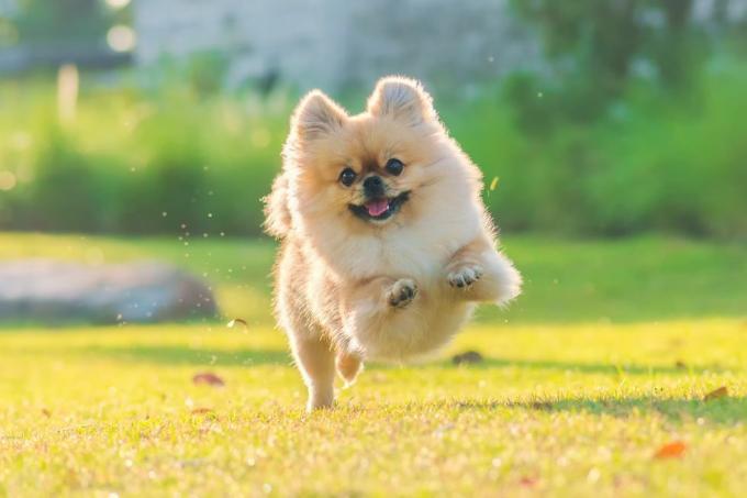 anak anjing lucu anjing peking ras campuran pomeranian berlari di rumput dengan bahagia