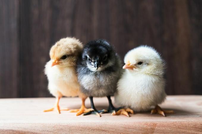tiga anak ayam kecil