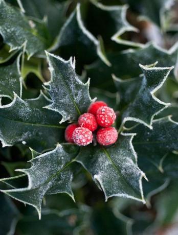 Natal mewarnai sejarah buah holly