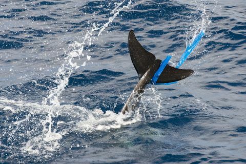 'Rissos dolphin (Grampus griseus), dengan kantong plastik di sirip ekor, Fuerteventura, Kepulauan Canary'