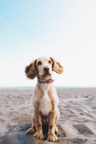 anjing duduk di pantai