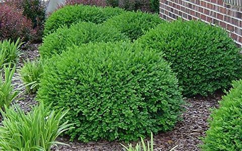 Boxwood Green Velvet Live Plant